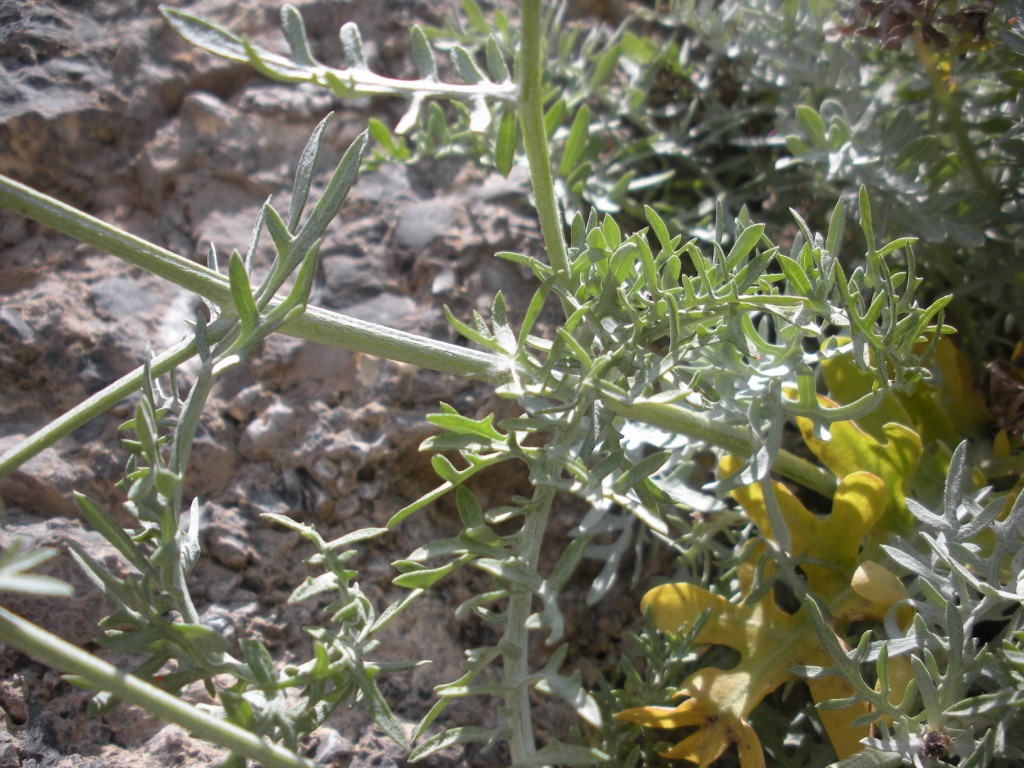 Centaurea cineraria / Fiordaliso delle scogliere